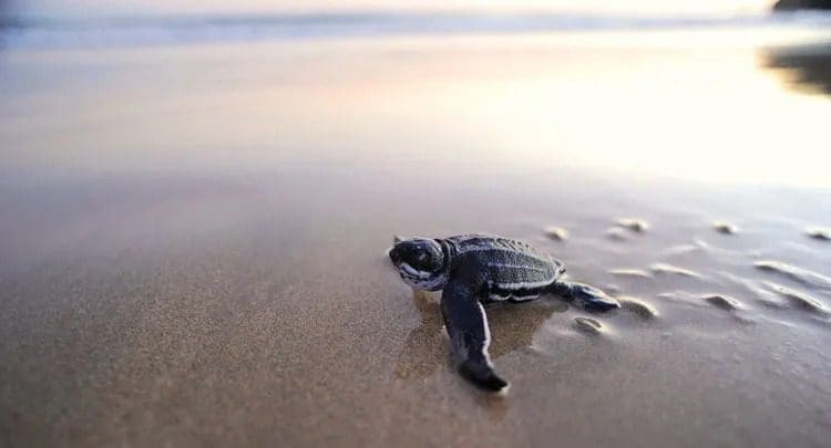 imgi_65_atan_conservation_initiatives_teaser_750x405